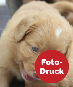 Fotodruck